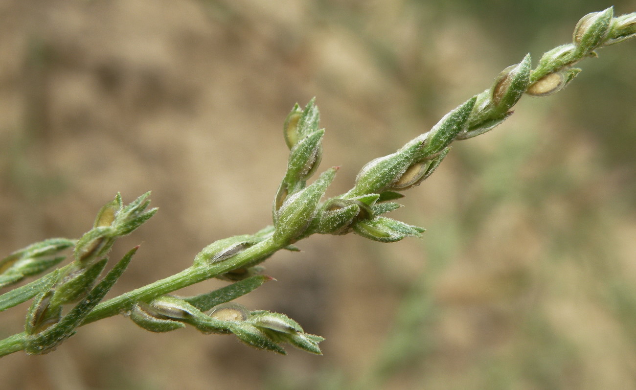 Image of Corispermum leptopterum specimen.