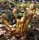 род Dryopteris