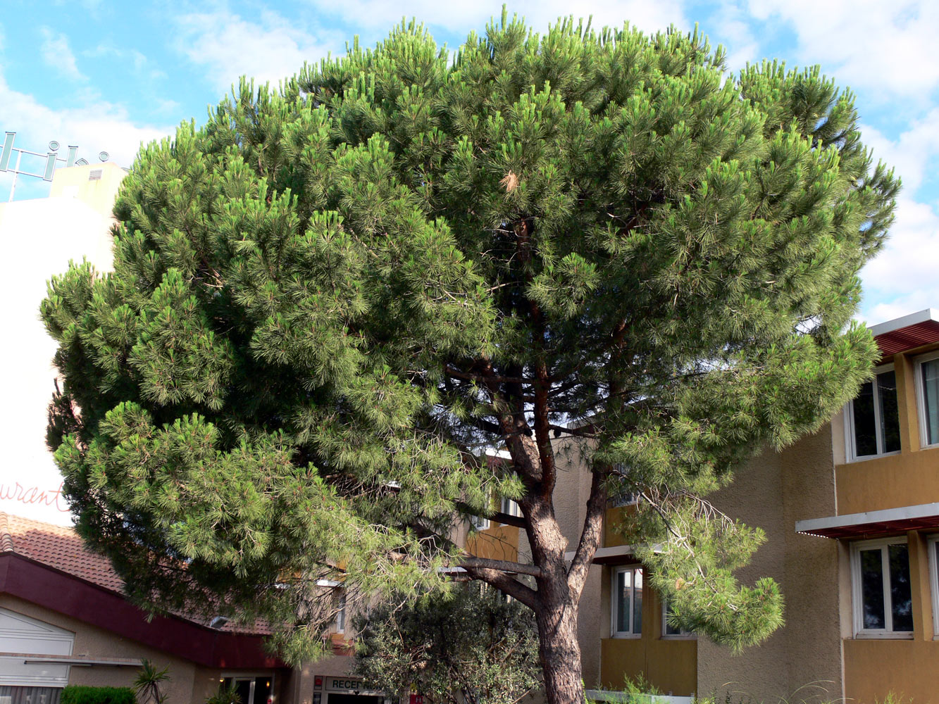 Изображение особи Pinus pinea.
