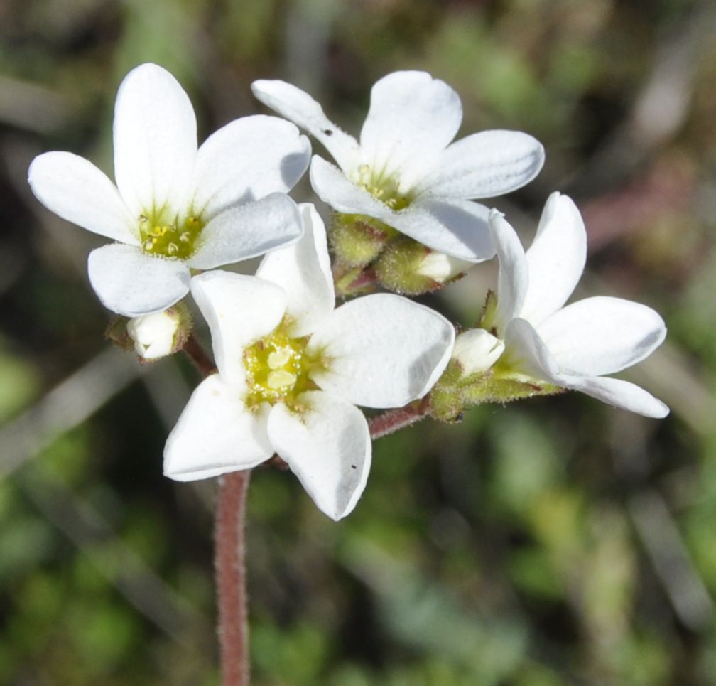 Image of Saxifraga carpetana ssp. graeca specimen.