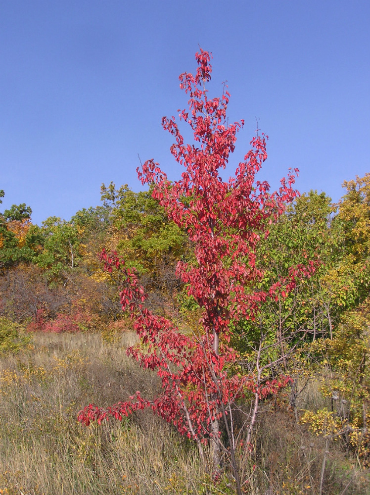 Image of Pyrus pyraster specimen.