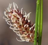 Carex saxatilis. Женское соцветие. Мурманская обл., Мончегорский городской округ, 3 км Ю-В села Имандра, западный склон Хибин, опушка сосняка. 05.07.2010.