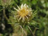 Carlina biebersteinii. Соцветие с нераспустившимися цветками. Саратовская обл., Саратовский р-н, поляна в нагорном широколиственном лесу. 26 июля 2012 г.
