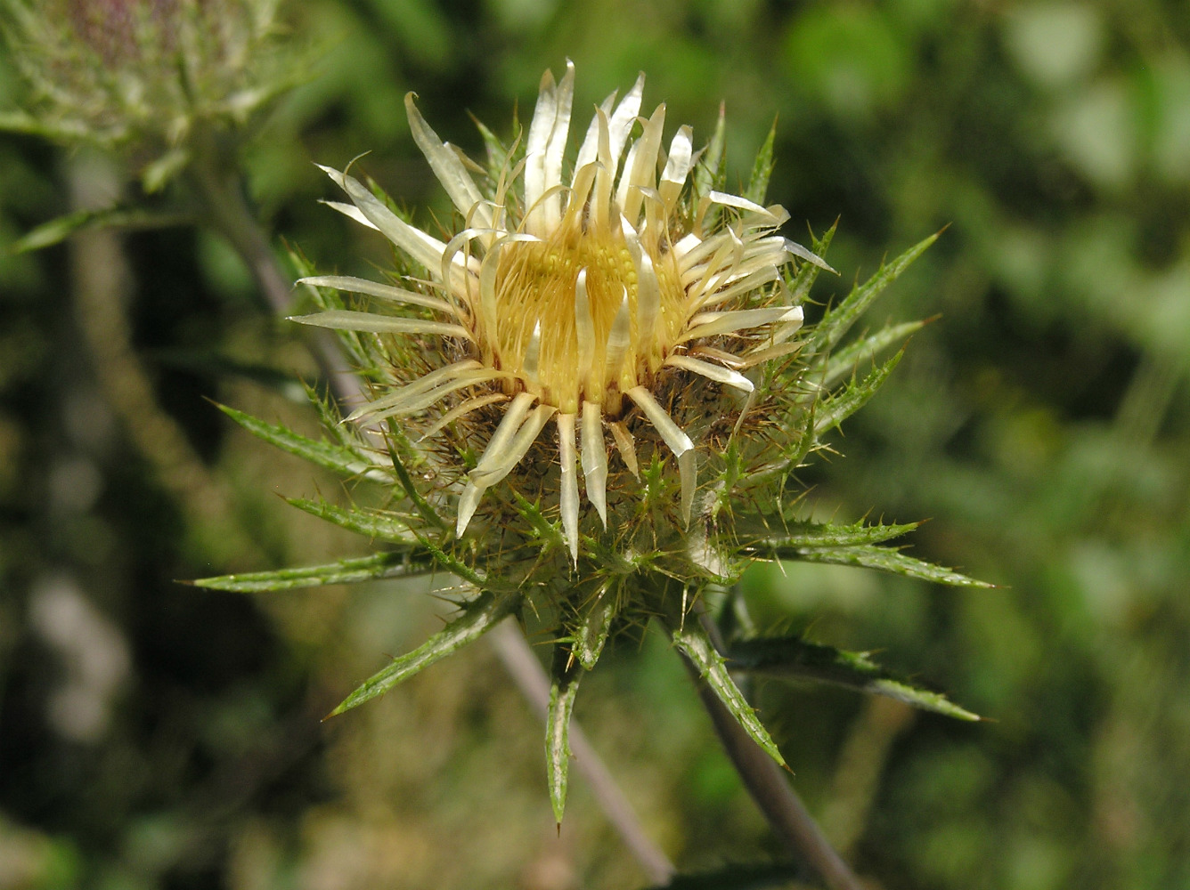 Image of Carlina biebersteinii specimen.