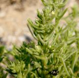 Salsola pontica