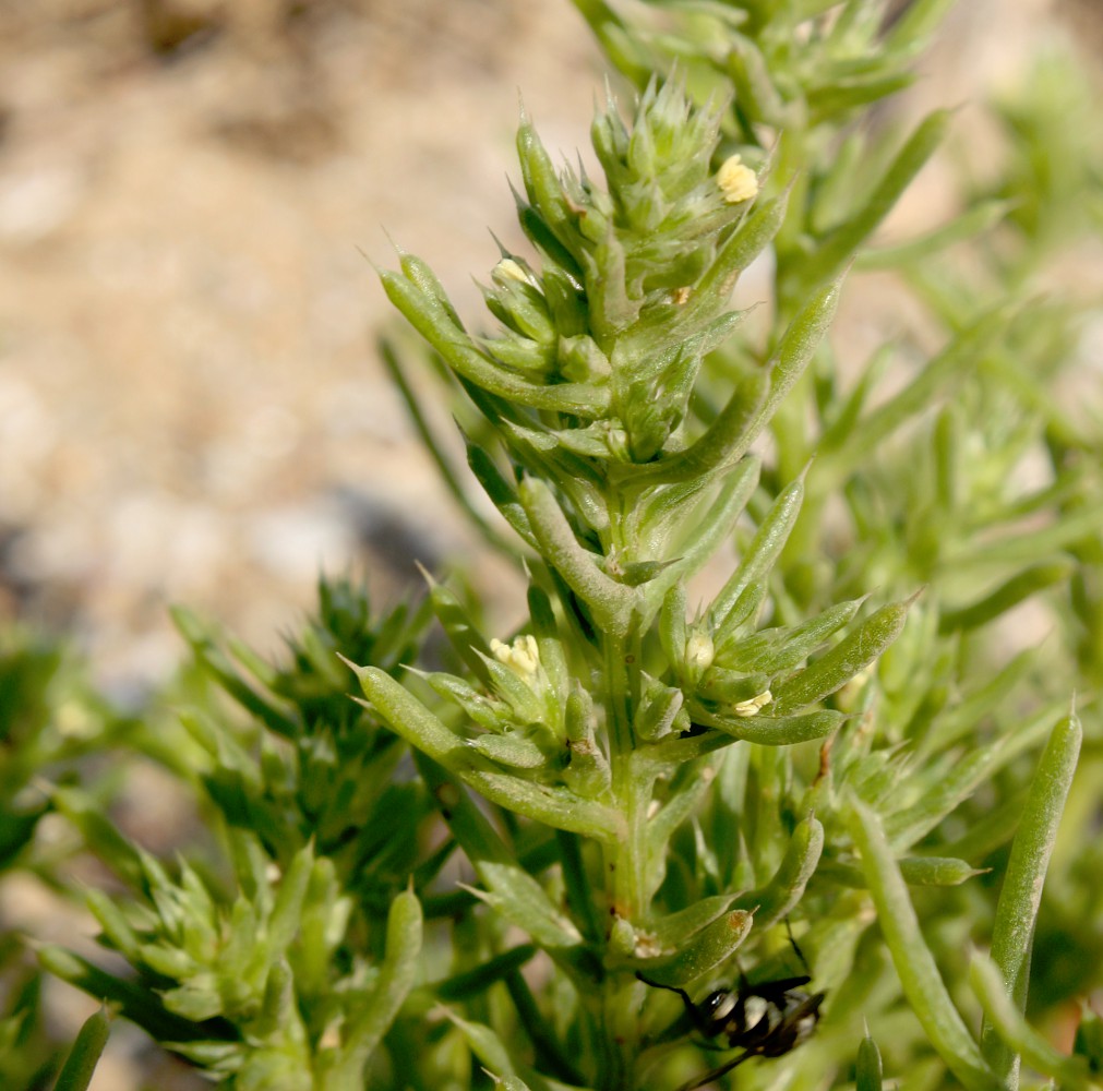 Изображение особи Salsola pontica.