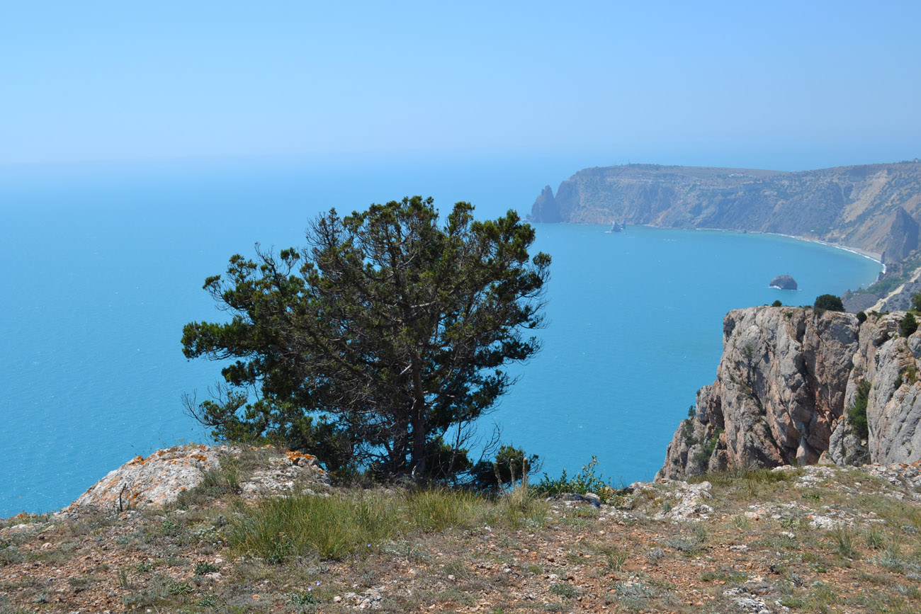 Image of Juniperus excelsa specimen.