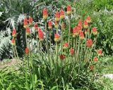 Kniphofia uvaria