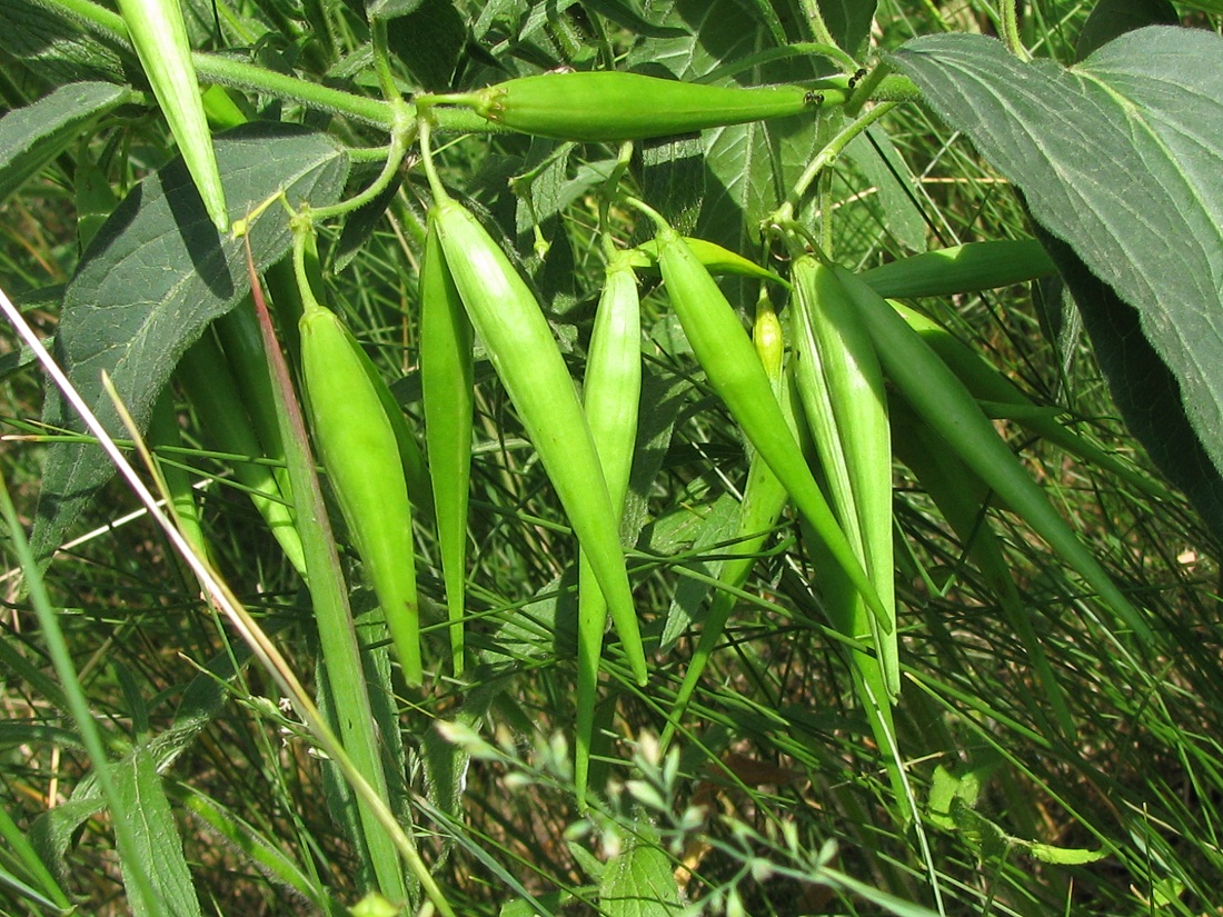 Image of Vincetoxicum flavum specimen.