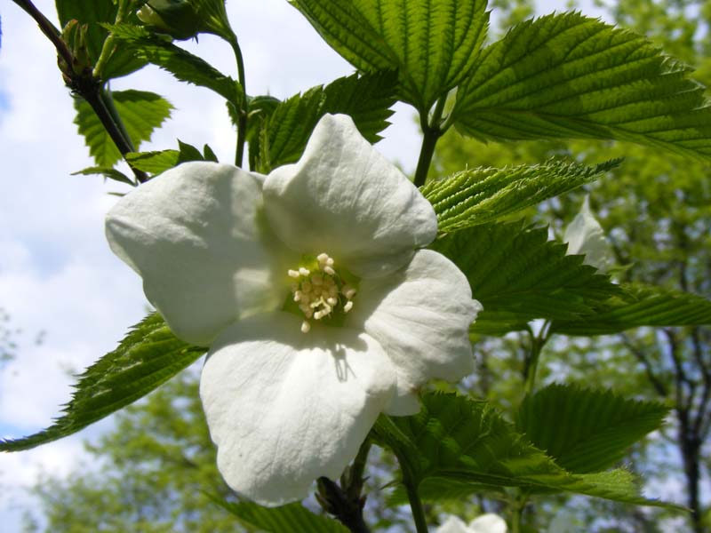 Image of Rhodotypos scandens specimen.