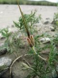 Erodium stephanianum