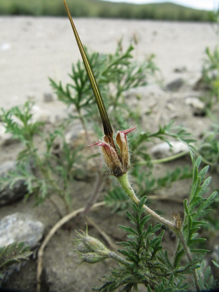 Image of Erodium stephanianum specimen.