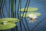 Nymphaea candida