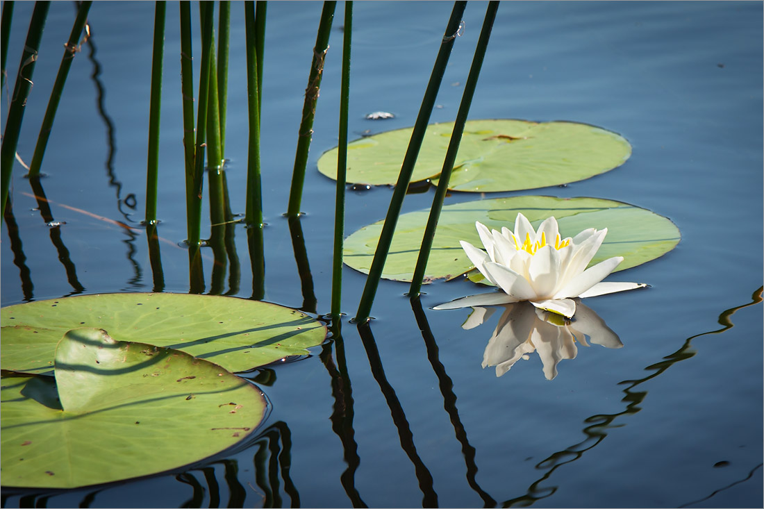 Изображение особи Nymphaea candida.