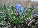 Scilla siberica