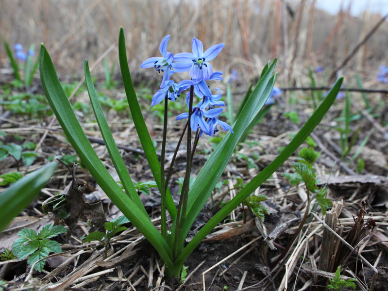 Image of Scilla siberica specimen.