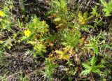 Potentilla tergemina. Цветущее растение. Якутия, г. Нерюнгри. 24.07.2012.