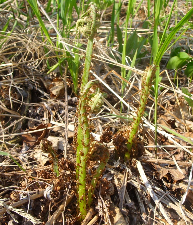 Image of genus Dryopteris specimen.