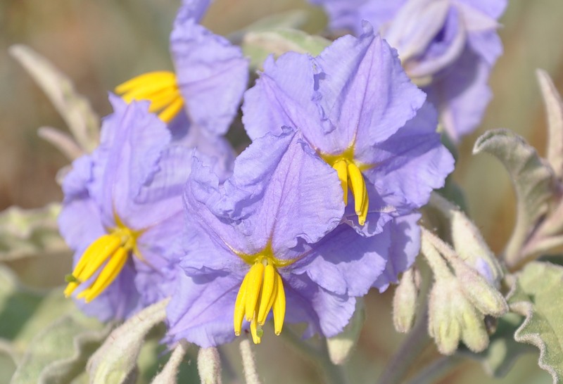 Image of Solanum elaeagnifolium specimen.