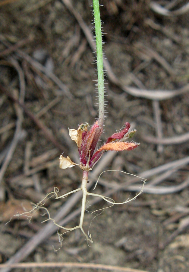 Изображение особи Arabidopsis thaliana.