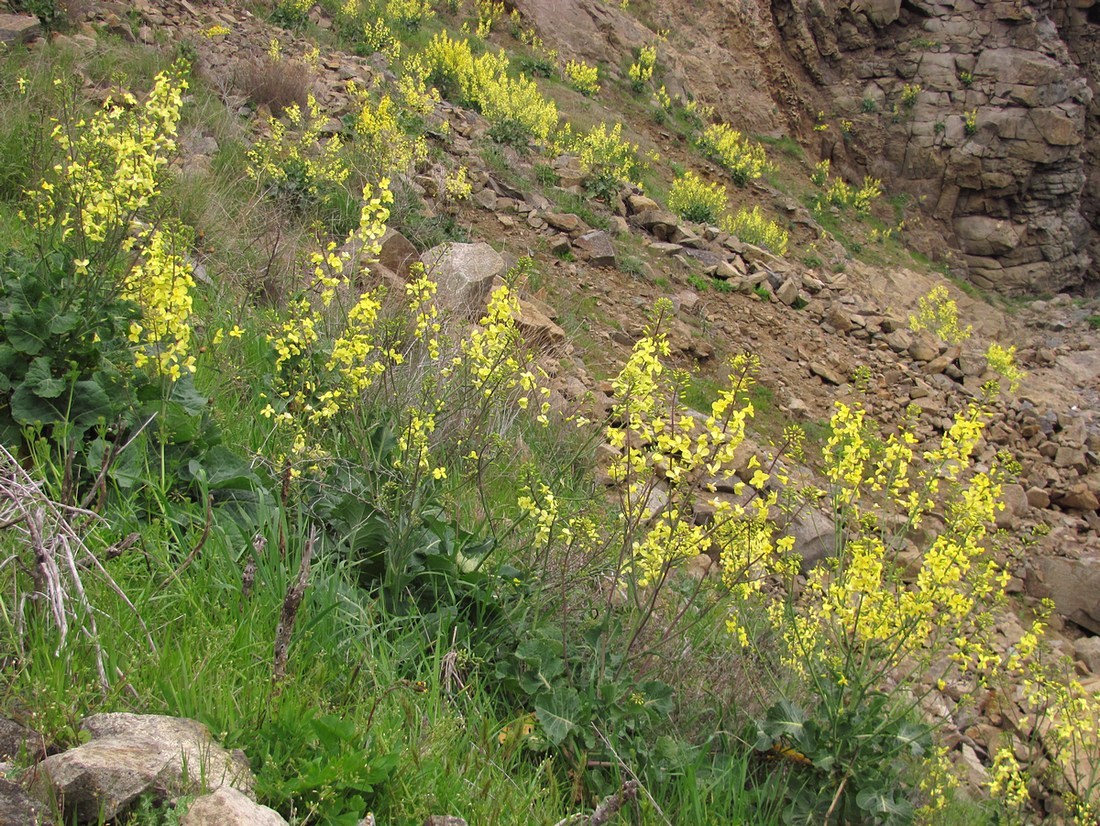 Image of Brassica taurica specimen.