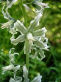 Ornithogalum boucheanum