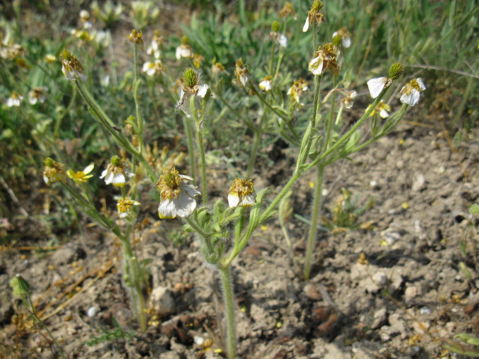 Изображение особи Ranunculus oxyspermus.