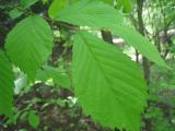 Ulmus glabra