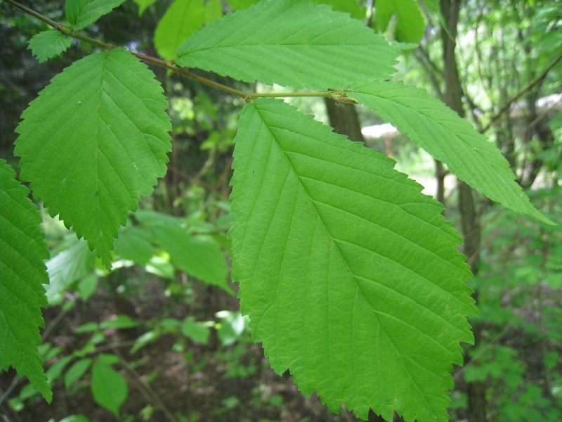 Image of Ulmus glabra specimen.
