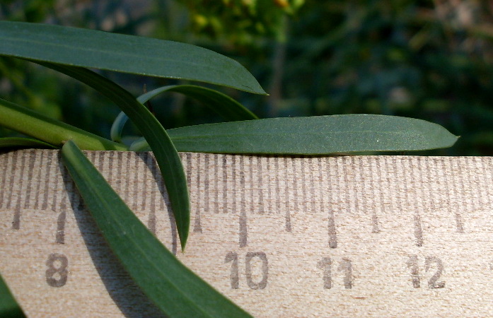 Image of Euphorbia seguieriana specimen.