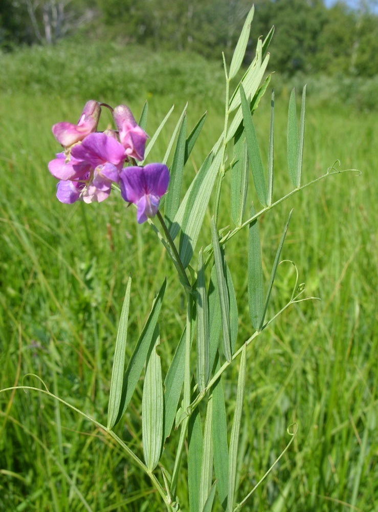 Изображение особи Lathyrus palustris.