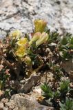 Lonicera semenovii. Часть цветущего растения. Тянь-Шань, Илейский Алатау, Большое Алмаатинское ущ. 09.06.2013.