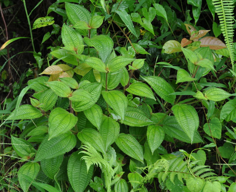 Изображение особи Miconia crenata.