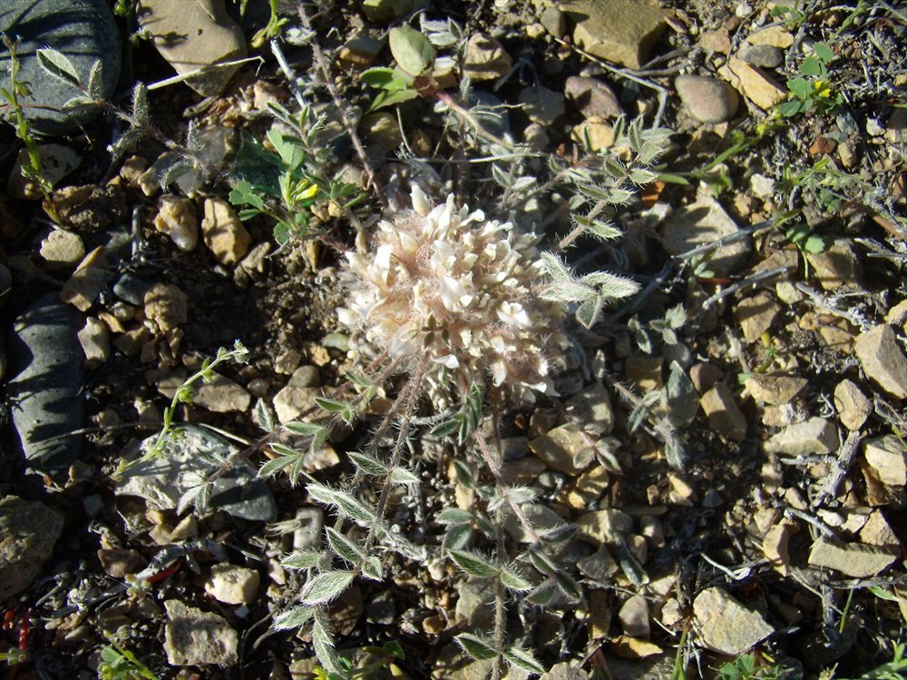 Изображение особи Astragalus scabrisetus.