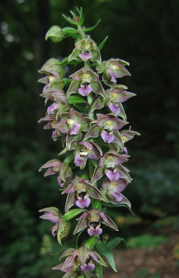 Изображение особи Epipactis helleborine.
