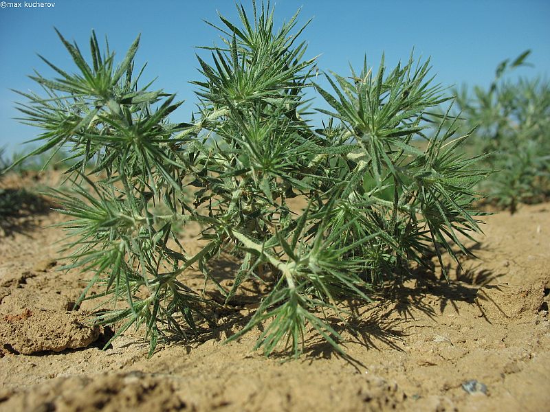 Image of Ceratocarpus arenarius specimen.
