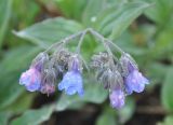 Mertensia pubescens