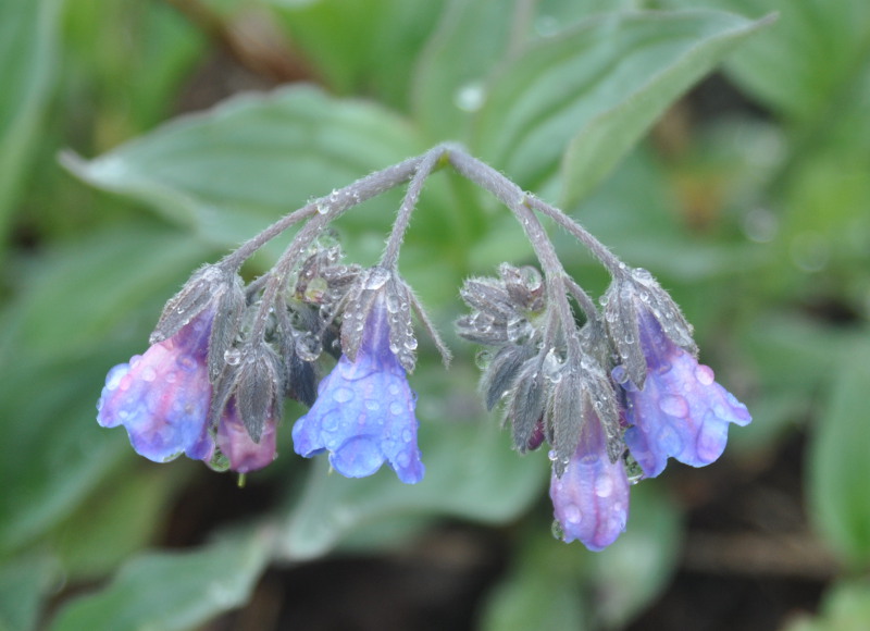 Изображение особи Mertensia pubescens.