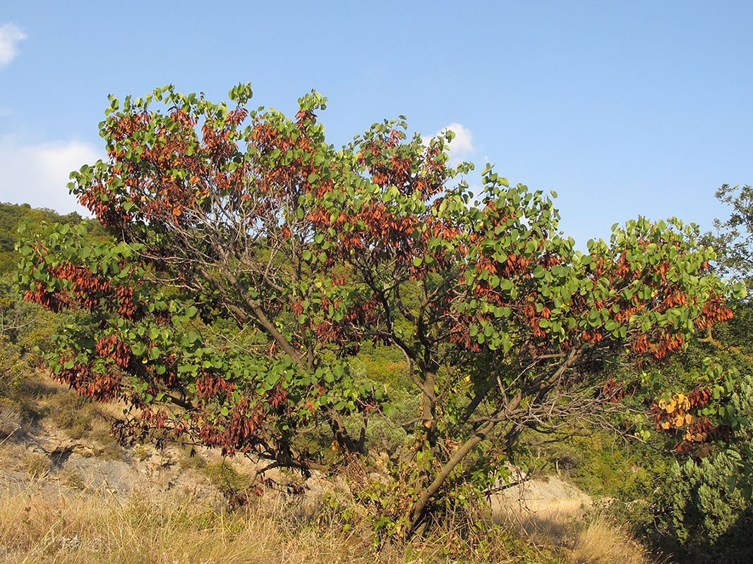 Изображение особи Cercis siliquastrum.