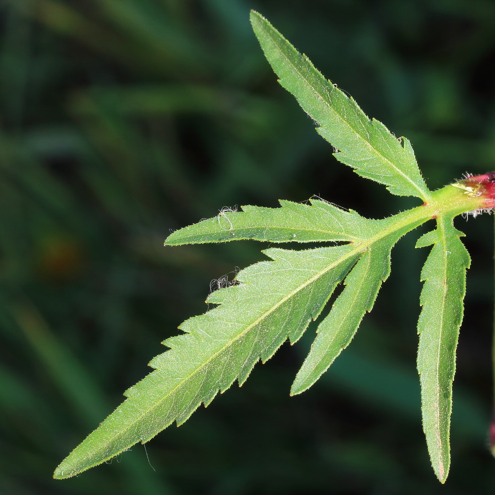 Image of Bidens tripartita specimen.