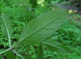 Lysimachia verticillaris. Лист (вид с обратной стороны). Абхазия, Гудаутский р-н, Мюссерский лесной массив, у ручья. 14.06.2012.
