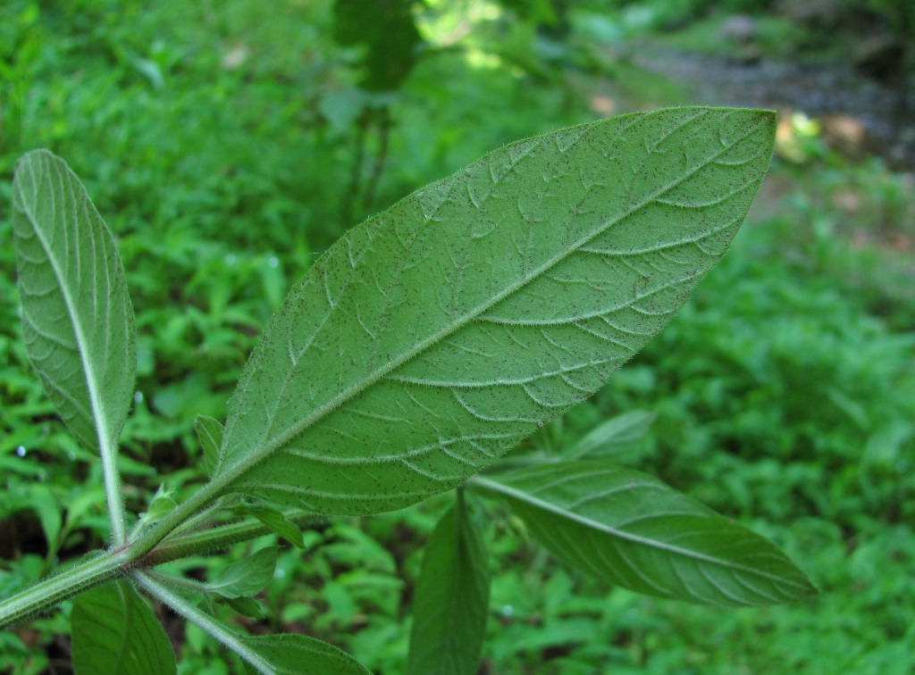 Изображение особи Lysimachia verticillaris.