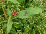 Persicaria lapathifolia. Листья. Чувашия, окр. г. Шумерля, пойма р. Сура. 14 сентября 2013 г.