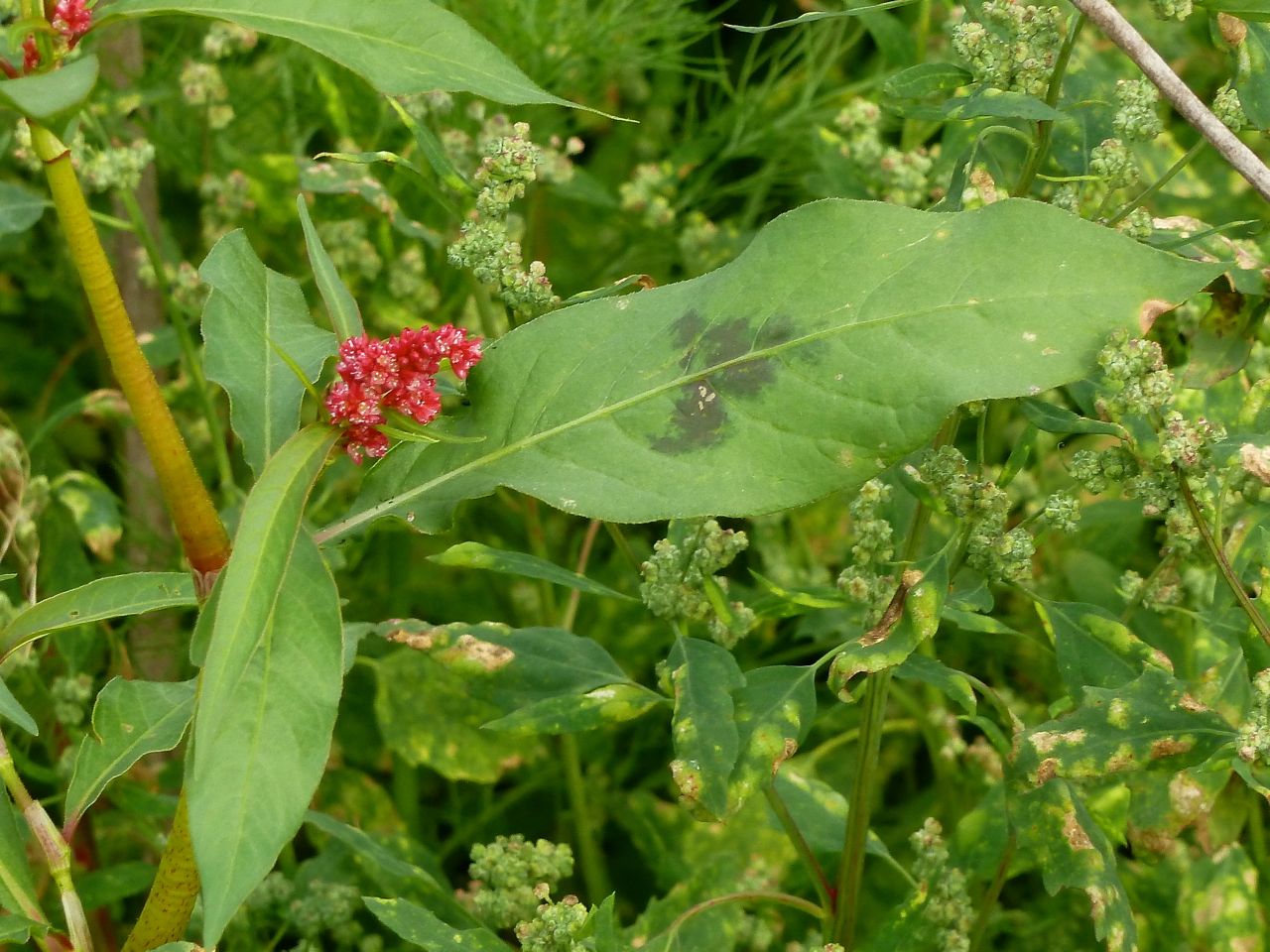 Image of Persicaria lapathifolia specimen.