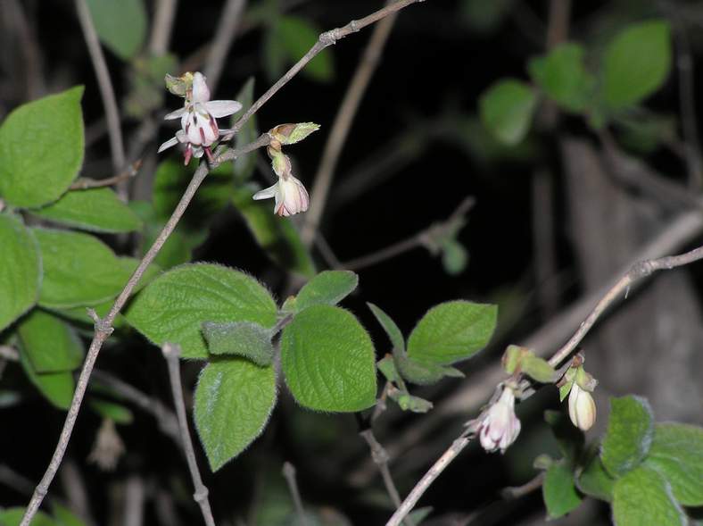 Image of Lonicera praeflorens specimen.