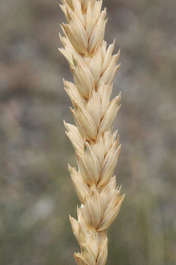 Изображение особи Triticum aestivum.