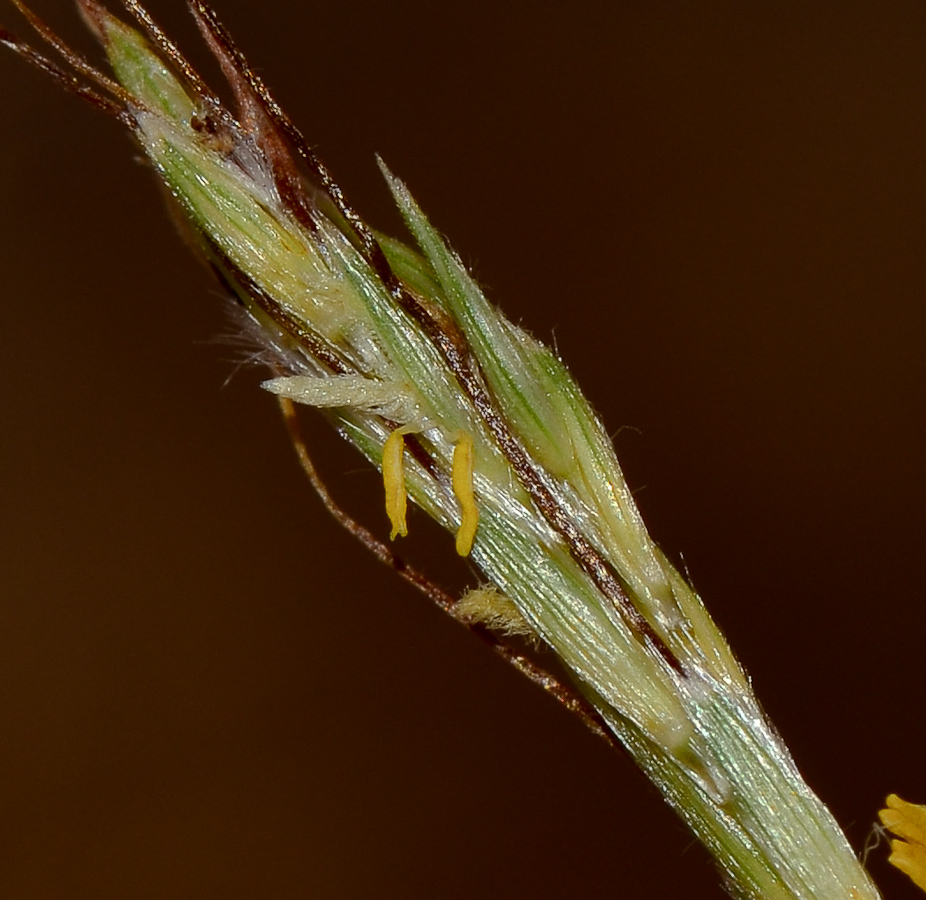 Image of Hyparrhenia hirta specimen.