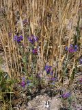 Centaurea depressa. Цветущие растения на поле. Крым, окр. Белогорска. 23 июня 2009 г.