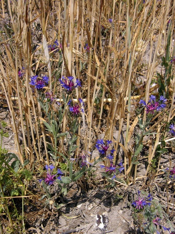 Изображение особи Centaurea depressa.