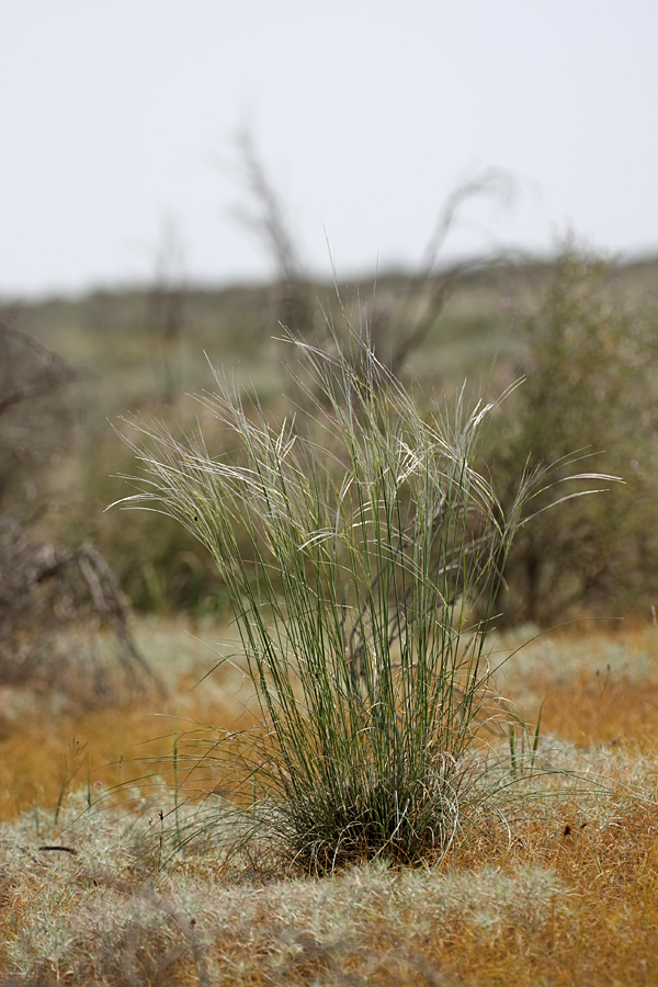 Изображение особи род Stipa.